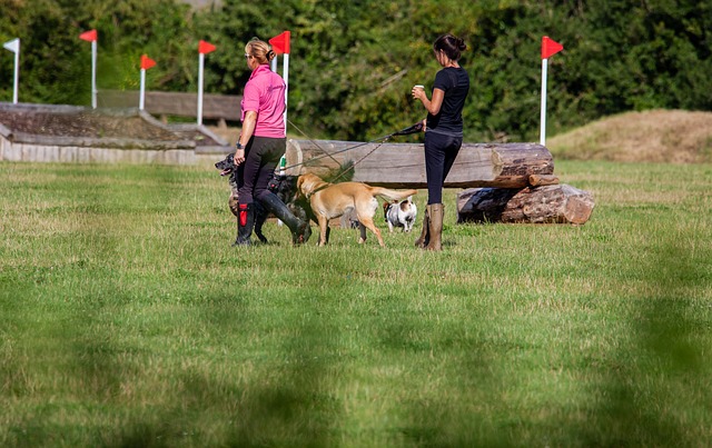 På eventyr med fido: Hundevenlige aktiviteter i holland