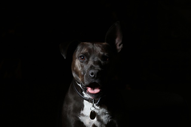 Myter og fakta: Er cannabisdråber sikre for hunde?